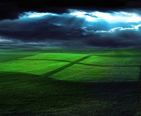 Windows Logo in Grass